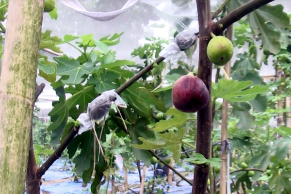 ত্বীন ফল চাষ করে রংপুরের দুই ভাইয়ের সাফল্য 