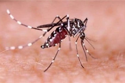 দেশে রেকর্ড ১২৩ ডেঙ্গু রোগী হাসপাতালে ভর্তি