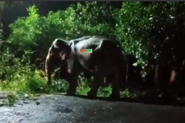 কক্সবাজার-টেকনাফ সড়কে রাতে হঠাৎ বন্যহাতি, বন্ধ হয়ে যায় যান চলাচল 


