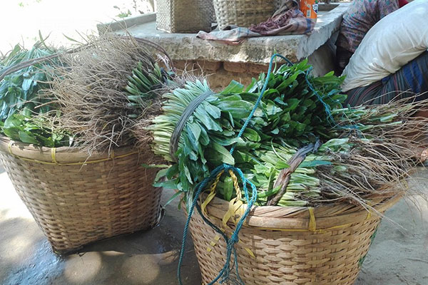 পাহাড়ে বিলাতি ধনিয়ায় বাম্পার ফলন