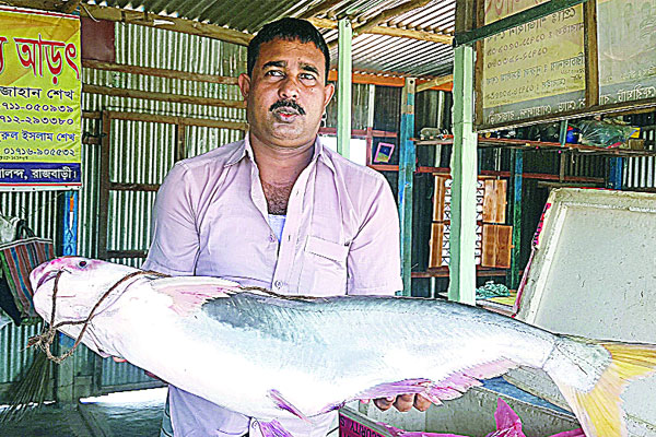 পদ্মায় ধরা পড়ল ১৫ কেজির পাঙ্গাশ