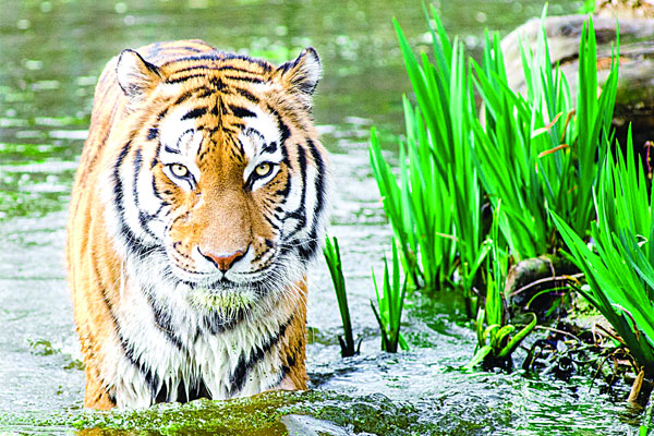 সুন্দরবনে রয়েল বেঙ্গল টাইগার বেড়েছে ৮টি