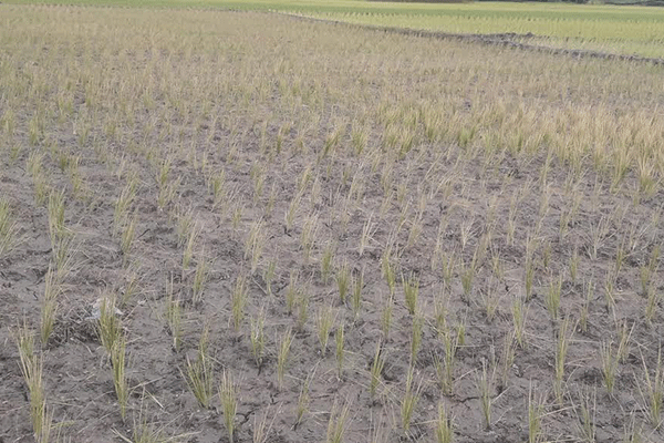 ফুলবাড়ীতে বিষাক্ত কীটনাশক প্রয়োগে আড়াই বিঘা জমির ফসল নষ্ট