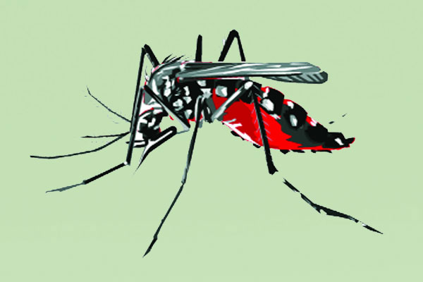 ভয় বাড়াচ্ছে ডেঙ্গু