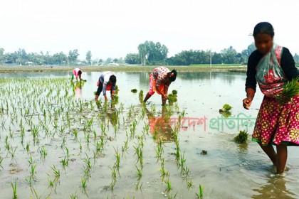 প্রকৃতি নির্ভর আমন চাষে প্রকৃতিই বিরূপ