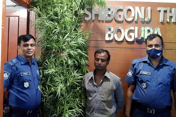 শিবগঞ্জে গাঁজার গাছসহ 
বাড়ির মালিক গ্রেফতার