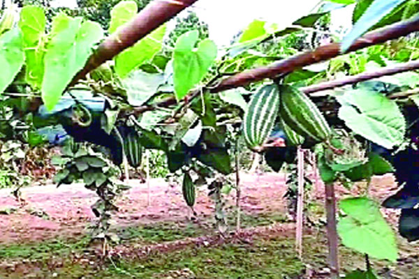 পরাগায়নে নতুন পদ্ধতি পটোল চাষে সফলতা