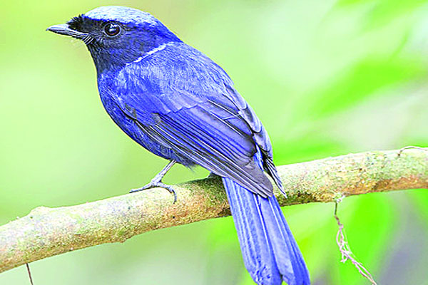 সুদর্শন বড় নীলমণি