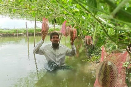 বরগুনায় গ্রীষ্মকালীন তরমুজ চাষে সফল কৃষক দম্পতি