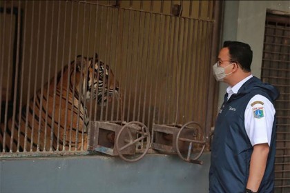 ইন্দোনেশিয়ার চিড়িয়াখানার বাঘ করোনা আক্রান্ত

