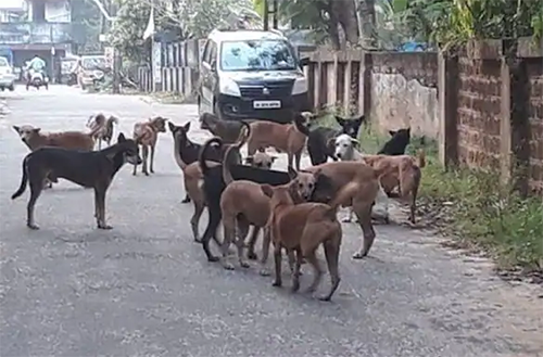এক গ্রামে ৩০০ কুকুরকে বিষ খাইয়ে হত্যা! 