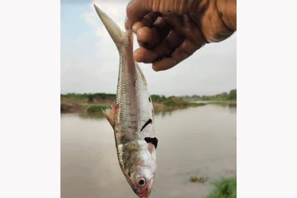 গোমতীতে জেলের জালে মিলছে ইলিশ