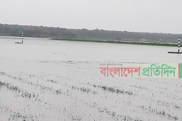 বরগুনায় অতিবৃষ্টিতে ফসলের ব্যাপক ক্ষতি
