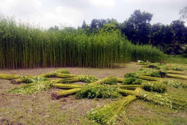 দিনাজপুরে আকাশের দিকে তাকিয়ে পাট চাষিরা