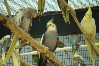 নাটোরে জনপ্রিয় হয়ে উঠছে কোকাটিয়েল পাখি পালন