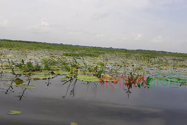 ঘুরগার বিলে লাল সাদা শাপলার সৌন্দর্যের হাতছানি
