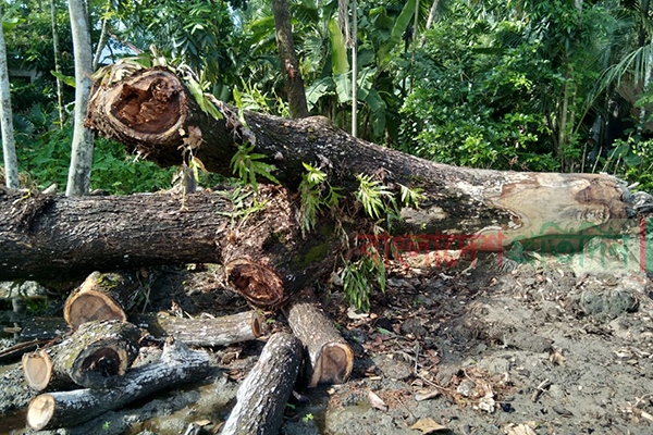 স্কুলের গাছ কেটে আত্মসাতের চেষ্টা প্রধান শিক্ষকের