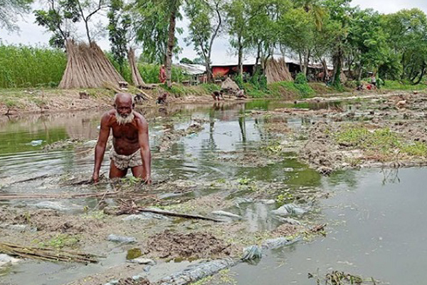 নাটোরে পাট জাগ দিতে পাওয়া যাচ্ছে পুকুর ভাড়া