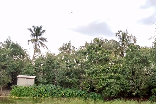 নালিতাবাড়ীতে হারিয়ে যাচ্ছে বকের অভয়াশ্রম