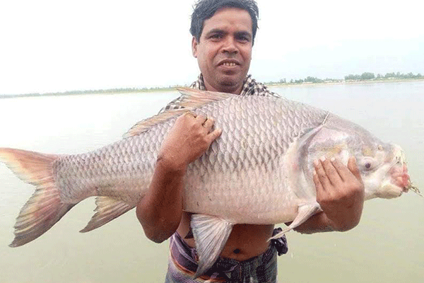 বড়শিতে ধরা পড়ল ১৮ কেজির কাতলা