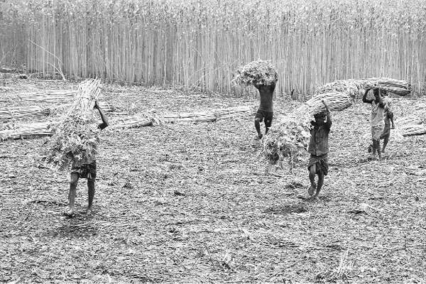 সুদিন ফেরার স্বপ্ন পাটচাষিদের