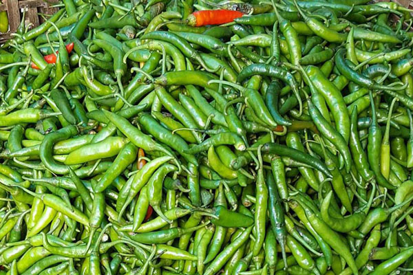 কাঁচা মরিচের কেজি ২০০ টাকা!
