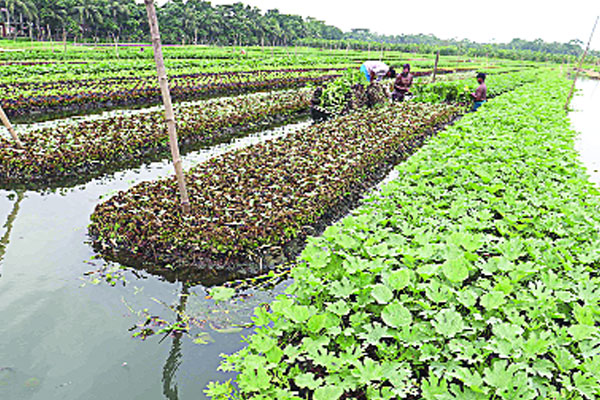 ভাসমান পদ্ধতিতে উৎপাদিত সবজির চারা