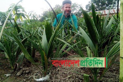 দিনাজপুরে উন্নত জাতের সৌদি খেজুরের চারা উৎপাদন