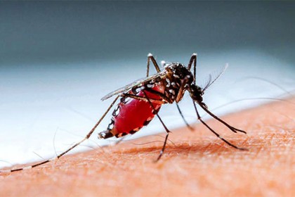 একদিনে আরও ২০৪ ডেঙ্গু রোগী হাসপাতালে ভর্তি