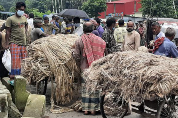 মানিকগঞ্জে পাটের সুদিন, চাষীদের মুখে হাসি