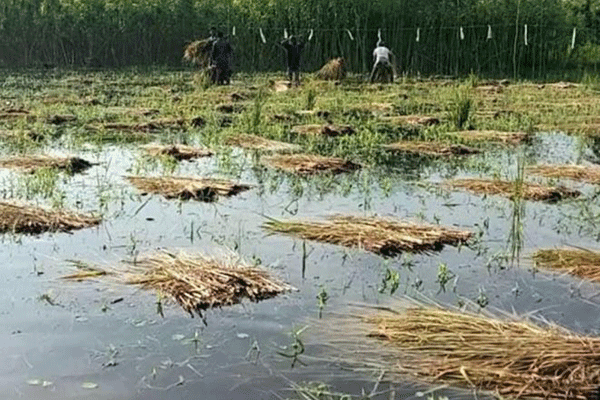 চাঁদপুরে সেচ প্রকল্পে জলাবদ্ধতা, ফসলের ব্যাপক ক্ষতি