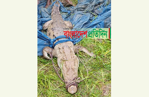 অবশেষে ধরা পড়েছে সেই কুমির