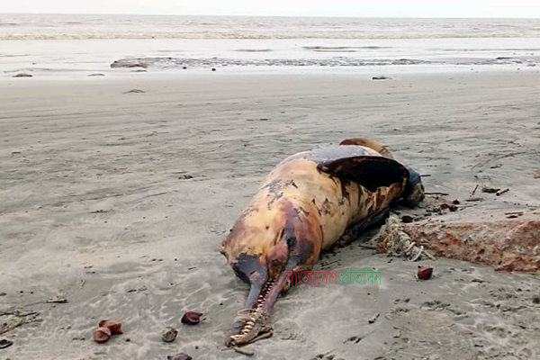 কুয়াকাটার সৈকতে একের পর এক ভেসে আসছে মৃত ডলফিন