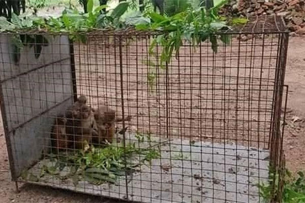 সেই ৫৬টি বানরের ওপরই বঙ্গভ্যাক্সের টিকার ট্রায়াল