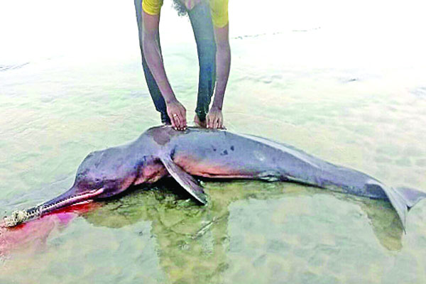 কুয়াকাটা সৈকতে আবারও মৃত ডলফিন