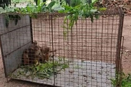 সেই ৫৬টি বানরের ওপরই বঙ্গভ্যাক্সের টিকার ট্রায়াল