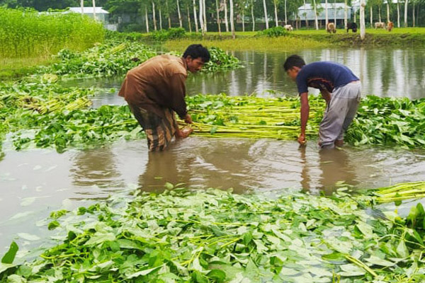 রংপুরে সোনালী পাটে ফিরছে কৃষকের সুদিন