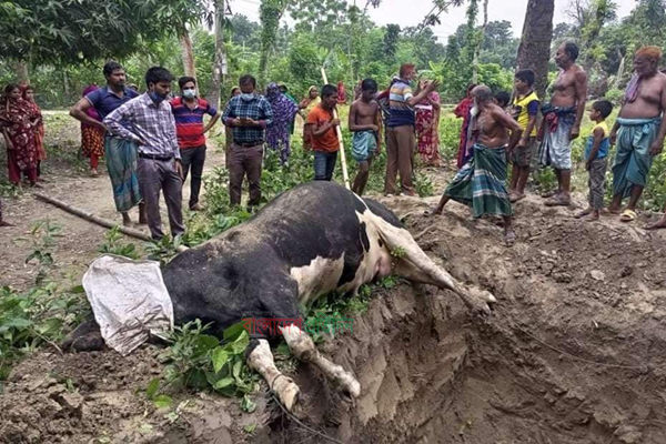 ভুল চিকিৎসায় মারা গেল ৮ লাখে বিক্রি না করা সেই গরুটি!