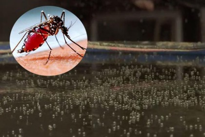 রাজধানীতে এডিসের লার্ভা পাওয়ায় ৩ লাখ ২৯ হাজার টাকা জরিমানা