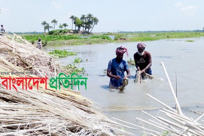 সোনালী আঁশ সংগ্রহে ব্যস্ত নওগাঁর চাষিরা