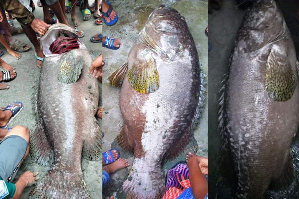 বড়শিতে ধরা ৯০ কেজির বোল মাছ ৬০ হাজার টাকায় বিক্রি

