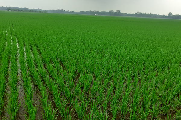 নীলফামারীতে আমন চাষে বাড়ছে উৎপাদন খরচ