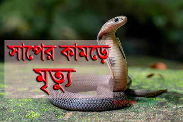নন্দীগ্রামে বিষধর সাপের কামড়ে গৃহবধূর মৃত্যু