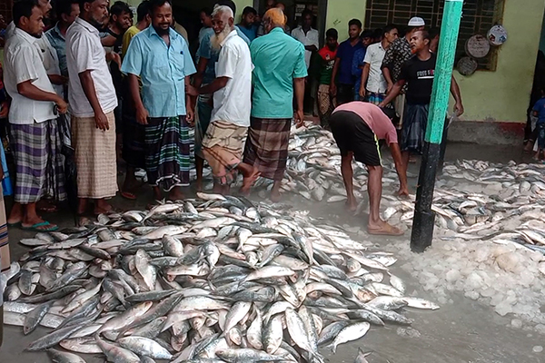 অবশেষে জেলেদের জালে দেখা মিলেছে ইলিশ
