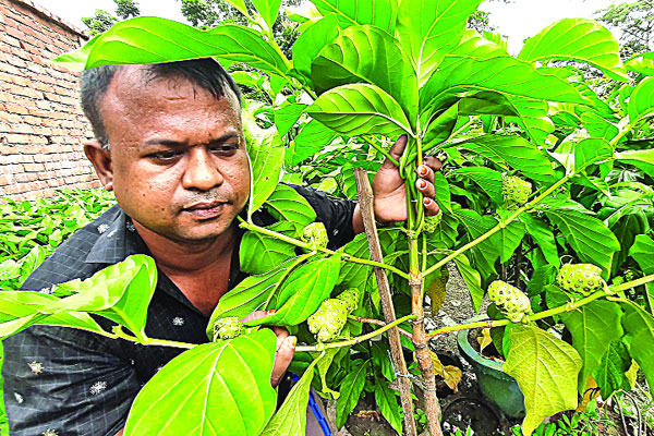 কবীরের বাগানের ‘আশ্চর্য ফল’ আলোড়ন তুলেছে দেশজুড়ে