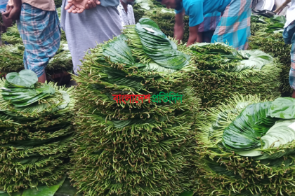 রায়পুরে জনপ্রিয়তা পাচ্ছে পান চাষ