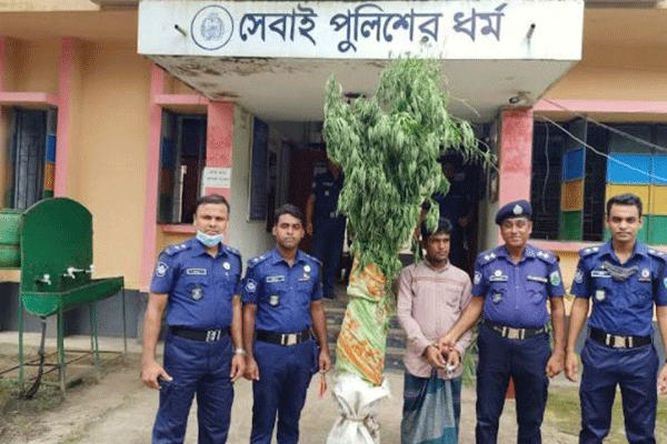 সারিয়াকান্দিতে গাঁজার গাছ উদ্ধার