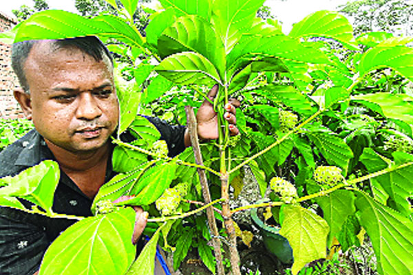 নানা গুণের ননী ফলের চাষ হচ্ছে যশোরে