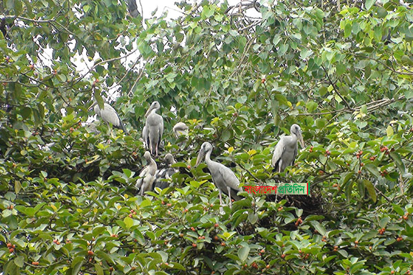 বটপাকুড় গাছের ডালে ডালে বাসা বেঁধেছে শামুক খোল পাখি