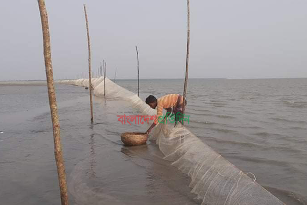বরগুনায় মৎস্য আহরণের নামে চলছে পোনা নিধন!
